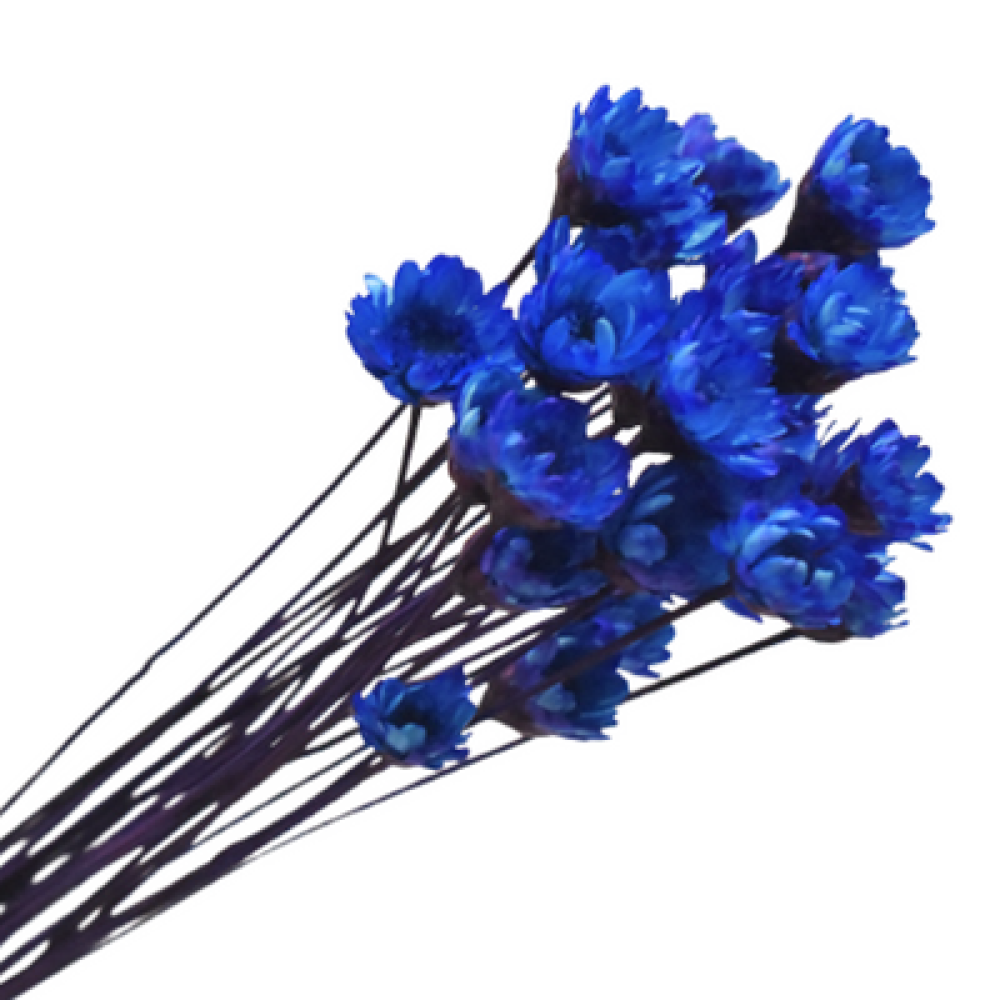 Blue Preserved Flowers | 30 Stems